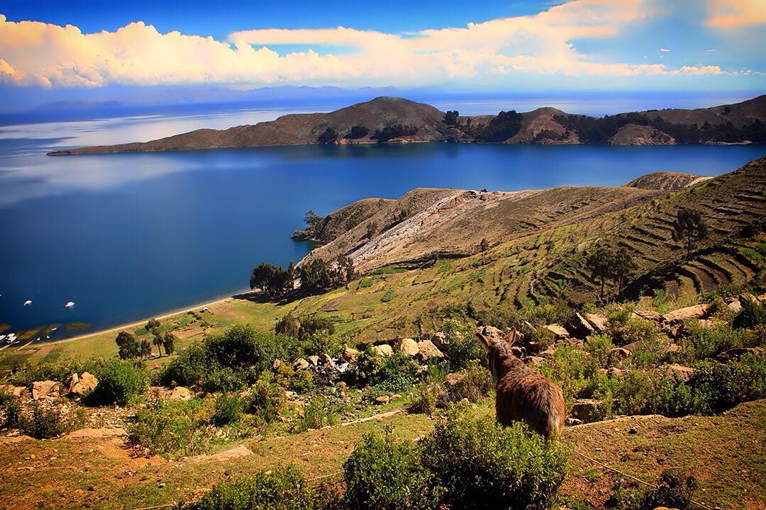 A donkey checks out the view on Isla Del Sol (Island of the Sun) on Lake Titicaca in Bolivia.⠀
⠀
 This mythical birthplace of the Sun God lies on the Bolivian side of Lake Titicaca and is home to a collection of 80 ruins and a small population of 800 families. It provides a calm we found to be rare in mainland South America and despite the odd hiccup, we left refreshed and ready once again for Bolivia’s many vagaries. ⠀
⠀
#isladelsol #Bolivia #Titicaca #Peru #LagoTiticaca #SouthAmerica #nature #LakeTiticaca #Copacabana #travel #travelgram #wanderlust #vacation #instatravel #view #travelphotography