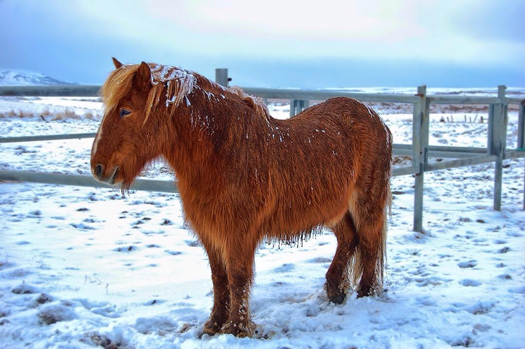 An Icelandic pony looking rather chilly and windswept beneath its heavy winter coat. 
Kia has many talents but there are three things she just doesn’t do: cook, drive and navigate. This is fine – unless I’m driving on a snowy and slippery road with low visibility and she’s by my side insisting that she can’t read the map. However, she did manage to spot this beautiful animal by the roadside!

We visited Iceland back in February 2011and loved our time there, despite the cold and "challenging" navigation! 
#icelandpony #island #igerstravel #igersoftheday #Iceland #horse #travel #sunset #travelgram #wanderlust #vacation #instatravel #adventure #view #travelphotography #roadtrip