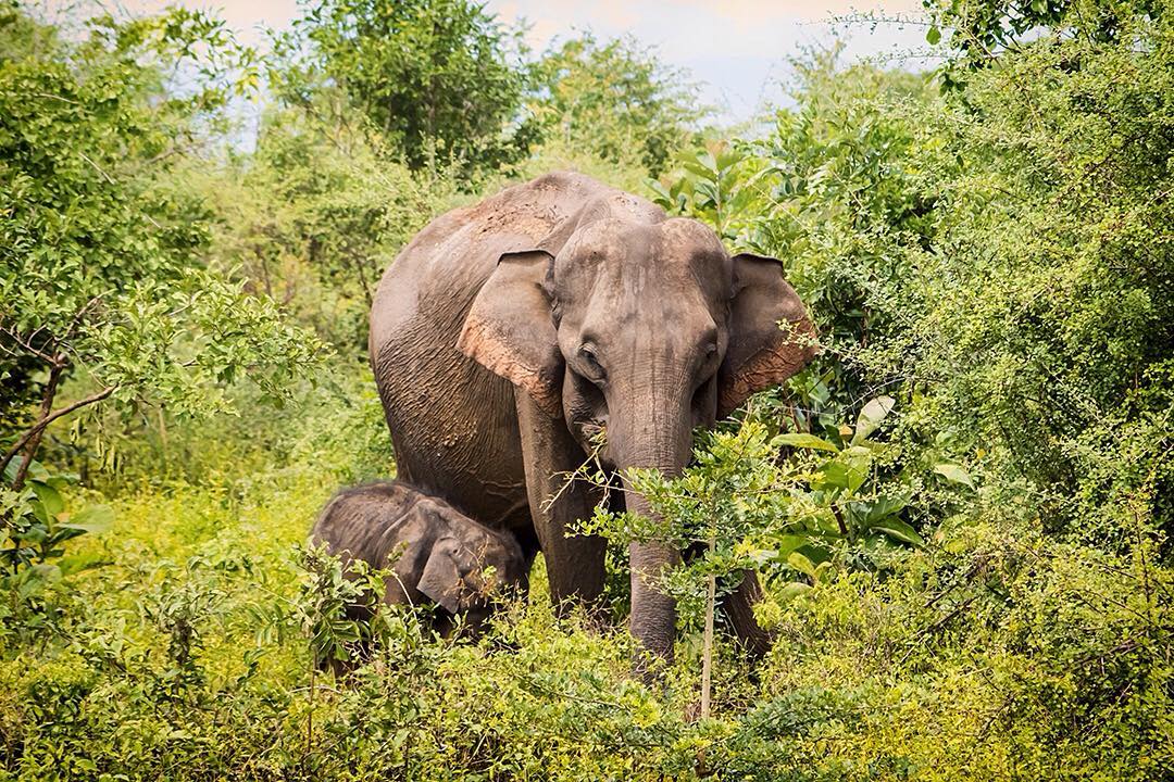 A female elephant and her calf in Udawalawe National Park in Sri Lanka. ⠀
⠀
For elephant-watching alone, Udawalawe is arguably better than many of the more famous East African national parks. There are believed to be over 250 permanently resident elephants in the park. They are relatively easy to spot thanks to the open savannah-esque grassland that defines the park, compared with the denser jungle in nearby Yala National Park.⠀
⠀
We camped in the park itself with @ruhunusafaricamping and managed to fit in three game drives during our stay. ⠀
⠀
#udawalawe #SriLanka #elephant #wild #view #vacay #udawalawenationalpark #udawalawaelephantorphanage #udawalawa #tank #srilankaecotourism #lonelyplanet #lppathfinders #travel #travelgram #wanderlust #nature #instatravel #adventure #safari #wildlife #lka #Lanka #ceylon
