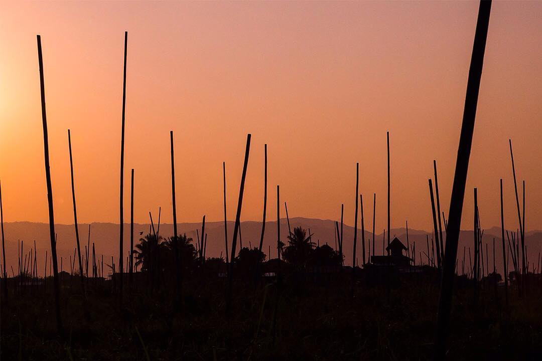 Floating gardens and bamboo stilt houses silhouetted against the setting sun on Inle Lake in Myanmar.⠀
⠀
The locals, In-Thars, grow vegetables on floating islands which are a collection of floating weeds and water hyacinth. These floating islands can be cut, rearranged and moved by boats and even sold like a piece of land.⠀
⠀
We're on assignment with @gadventures and @lonelyplanet cycling across Myanmar, but there are a few stops built into the trip where we can swap our saddle for other means of transport. On Inle Lake we spent an afternoon and early evening making our way along the 22km lake taking in some stunning scenery en route. ⠀
⠀
#lpPathfinders #GAdv #lonelyplanet #Myanmar #Inle #Burma #travel #sunset #travelgram #wanderlust #vacation #instatravel #adventure #view #travelphotography #inlelake