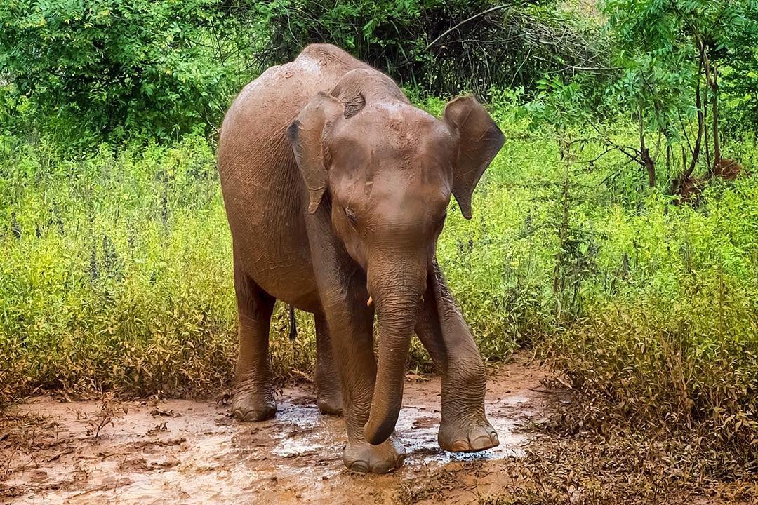 Kia wanted to take this "little" fella home with her – and who can blame her? ⠀
⠀
We spotted this calf and her mother strolling around the grounds of Udawalawe National Park almost as soon as we started our first game drive. If you’ve seen a baby elephant, you’ll know that there really are few things cuter. ⠀
⠀
For elephant-watching alone, Udawalawe is arguably better than many of the more famous East African national parks. There are believed to be over 250 permanently resident elephants in the park. They are relatively easy to spot thanks to the open savannah-esque grassland that defines the park, compared with the denser jungle in nearby Yala National Park.⠀⠀
-⠀
-⠀
-⠀
-⠀
-⠀
-⠀
#udawalawe #SriLanka #elephant #wild #udawalawenationalpark #srilankaecotourism #lppathfinders #travelgram #wanderlust #nature #instatravel #adventure #safari #wildlife #lka #Lanka #ceylon #neverstopexploring #keepitwild #thegreatoutdoors #backpacking #adventurethatislife