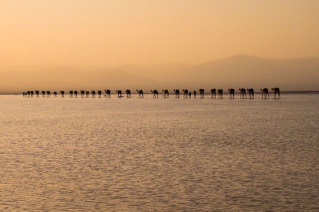 A caravan of camels makes its way across the salt flats of Lake Asale during sunset in the Danakil Depression in Ethiopia.⠀
⠀
The salt lake, at -130m (-430ft) below sea level, is where the Afar people of eastern Ethiopia carve out a hard and raw existence. This is, after all, the hottest place on Earth, with a year-round average temperature of 34.4C (93.2 F).⠀
⠀
Salt is crucial to the nomadic Afar people. They cut slabs of it from the vast salt flats and transport it to the market in Mekele on the backs of camels and donkeys. It is about a week's walk away across one of the world’s harshest landscapes.⠀
-⠀
-⠀
-⠀
-⠀
-⠀
-⠀
-⠀
#LakeAsale #Asale #sunset #Dallol #Danakil #DanakilDepression #Afar #AfarRegion #adventurethatislife #liveoutdoors #awesomepix #ourlonelyplanet #travelawesome #danikaldesert #hottestplace #hottestplaceonearth #extemeheat #optoutside #earthpix #neverstopexploring #keepitwild #thegreatoutdoors #lpfanphoto #lppathfinders @lonelyplanetmags