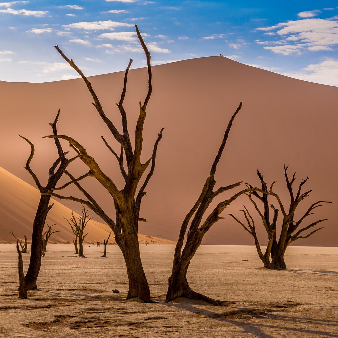 I’d been desperate to photograph this iconic landscape in #Namibia ever since I saw it years earlier in a Nat Geo photo essay.

It proved to be one of those destinations that completely lived up to the image I had in mind. #Sossusvlei, and its iconic neighbour #Deadvlei, were every bit as sensational as I had hoped.

The dunes, which reach as high as 325m, are forever shifting in shape and hue. The wind moulds and remoulds their contours while their colour changes from ochre to burnished orange to fiery red over the course of a day from sunrise to sunset.
-
-
-
-
-
-
#NamibDesert #exploringnamibia #deadvleinamibia #Namibia🇳🇦 #seenamibia #namibiadesert #namibiatravel #travelnamibia #sharemynamibia #thisisnamibia #namibia_africa #deadvlei🌵