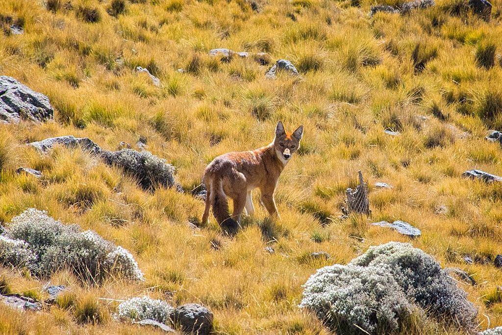 An #Ethiopian wolf – the only wolf species to exist in #Africa – stares us down in the Simien Mountains National Park in northern #Ethiopia 🇪🇹⠀
⠀
We were fortunate enough to spot two wolves on the last day of our trek in the Simien Mountains. Considering Ethiopian wolves number fewer than 500 in the wild, only around 70 in the Simiens, and have the unfortunate title of the most threatened canid in the world, this really was something special! ⠀
-⠀
-⠀
-⠀
-⠀
-⠀
-⠀
#Ethiopianwolf #Ethiopianwildlife #simienmountains⠀
#simienmountainsnationalpark #amazingafrica #visitethiopia #ethiopiamountains #everydayethiopia #everydayafrica #Habesha #Abyssinian #Abyssinia #exploretocreate #Ethiopianadventure #neverstopexploring #keepitwild #thegreatoutdoors #openworld_ethiopia #hiking #hikeethiopia #trekethiopia #lpfanphoto @lonelyplanetmags #lppathfinders