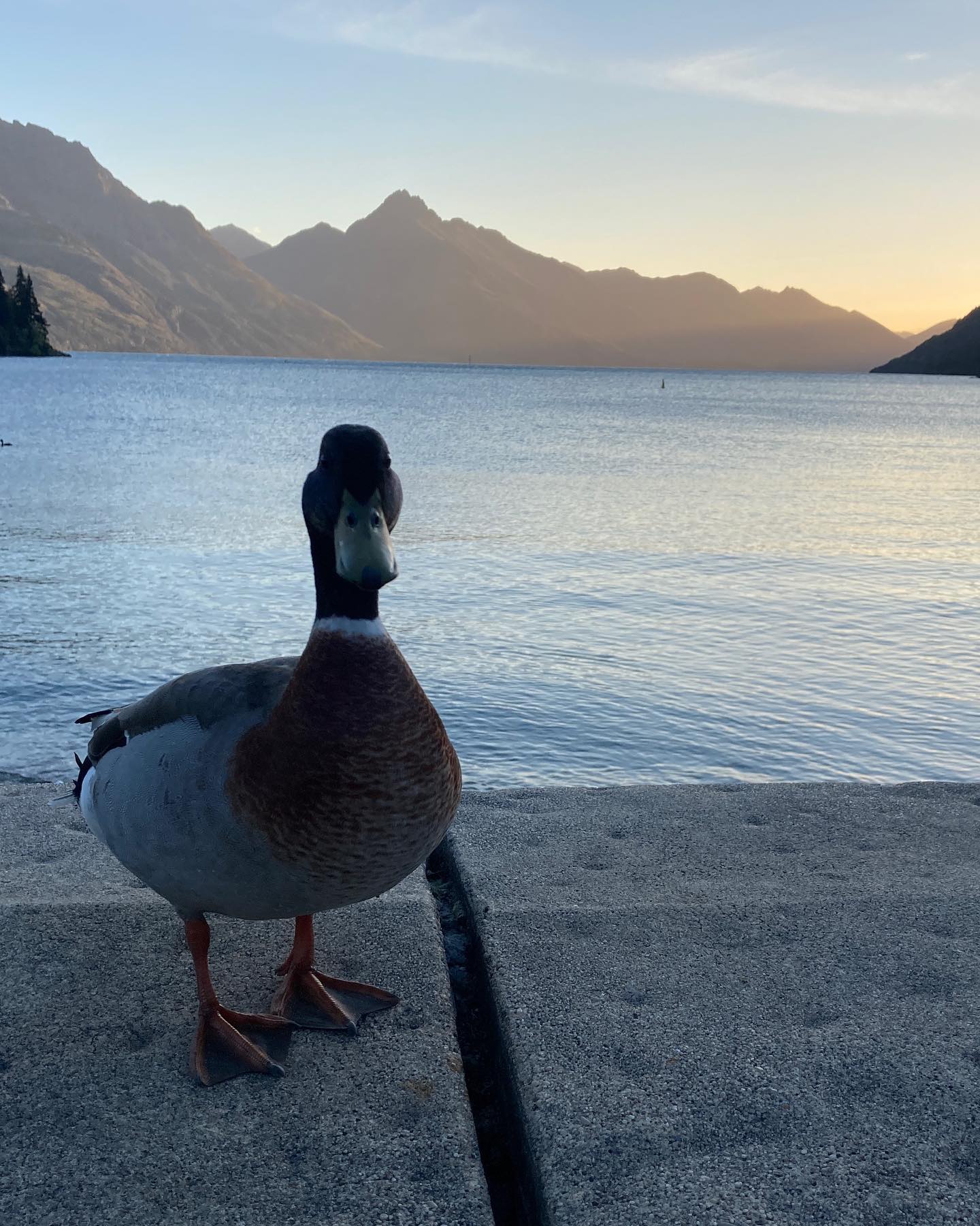 Queenstown, New Zealand 🇳🇿.
.
Show me a more photogenic duck. I’ll wait. 
.
#travel #queenstown #newzealand #duck #travelgram #backpacking #instatravel #nofilter #queenstownnz #newzealandtravel #travelling #backpacker #weekendaway #travellife #purenewzealand #backyourbackyard