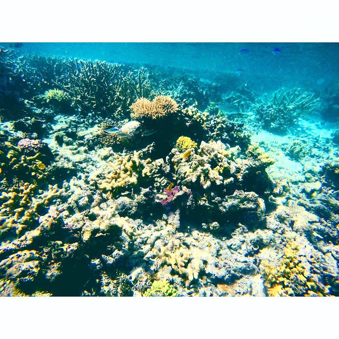 🦑🐠The GREATEST of Barrier Reefs