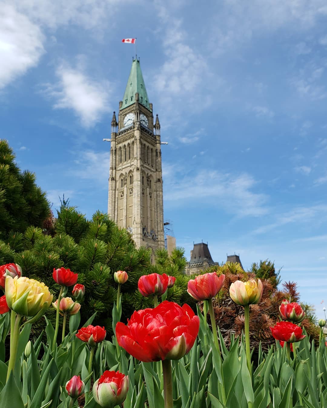 Blue skies provide a nice backdrop to the tulips at Parliament Hill #myottawa #ottawainbloom19 #tulipfestival #tulpen #discoverON #explorecanada #Canada