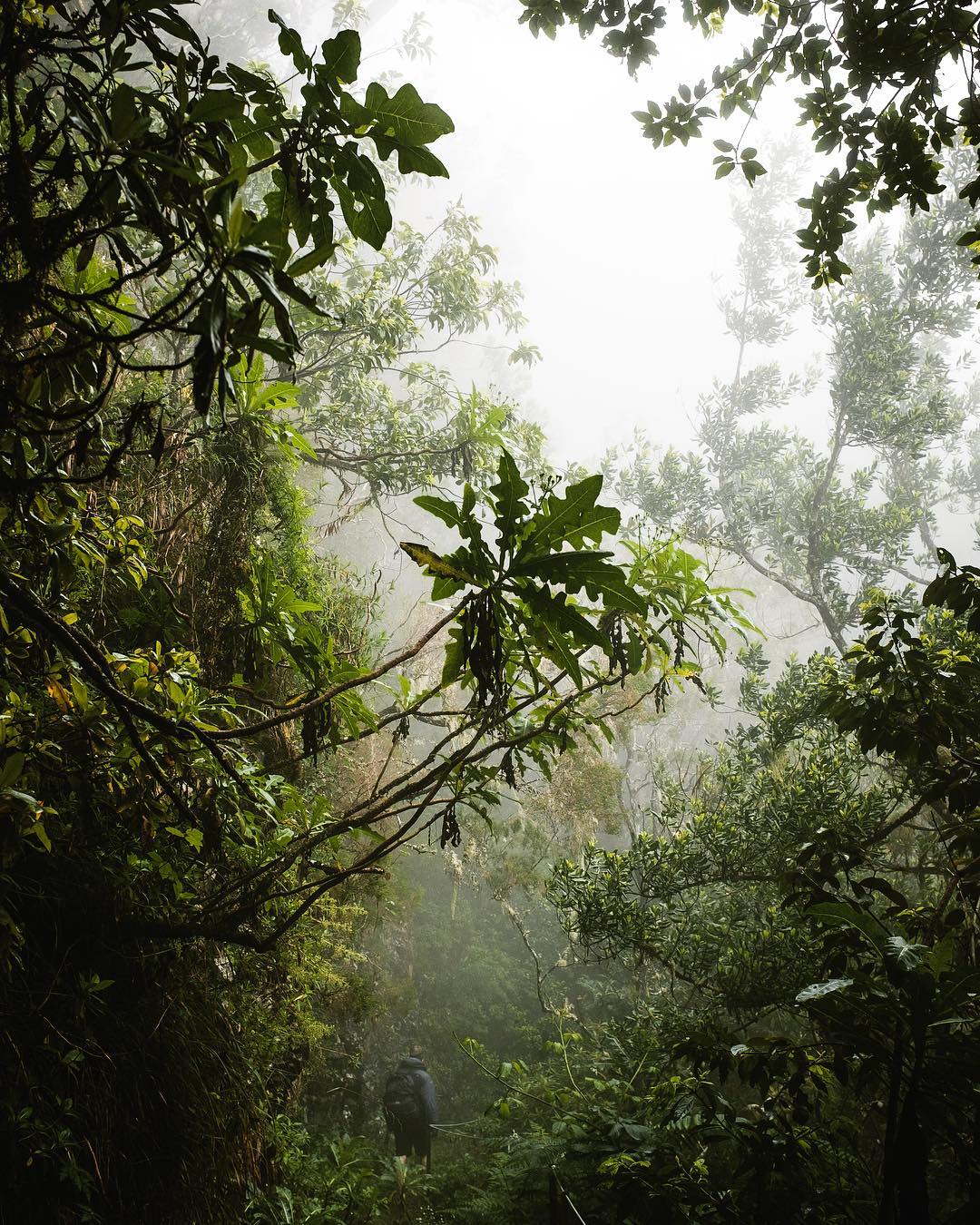 Bloudit random v jungli se stalo pro mě závislostí 🌴🌿
——————————-
Random walking through the jungle become like piece of drug for me.
🌴🌿
#budvdecny#tyjsitentvurce#denikcoffeeholika .
.
.
.
.
.
.
.
@visitmadeira 
#profotkudoraje#zijusisvujsen#meditation#nature#mountains#fujifilm#landscape#hike#forest#jungle
#beautyofnature#landscapehunter#EarthOfficial#roamtheplanet#keepitwild#theglobewanderer#earthfocus#ourplanetdaily#stayandwander#folkvibe#jungle#foggy#czechexplorers#zijusisvujsen#neverstopexploring#bestmountainartists#czechroamers 
@visitmadeira
@visitmadeiraofficial
@lonelyplanet 
@natgeoyourshot 
@fujifilmcz
@fujifoto.cz
@ikoktejlcz 
@artofvisuals