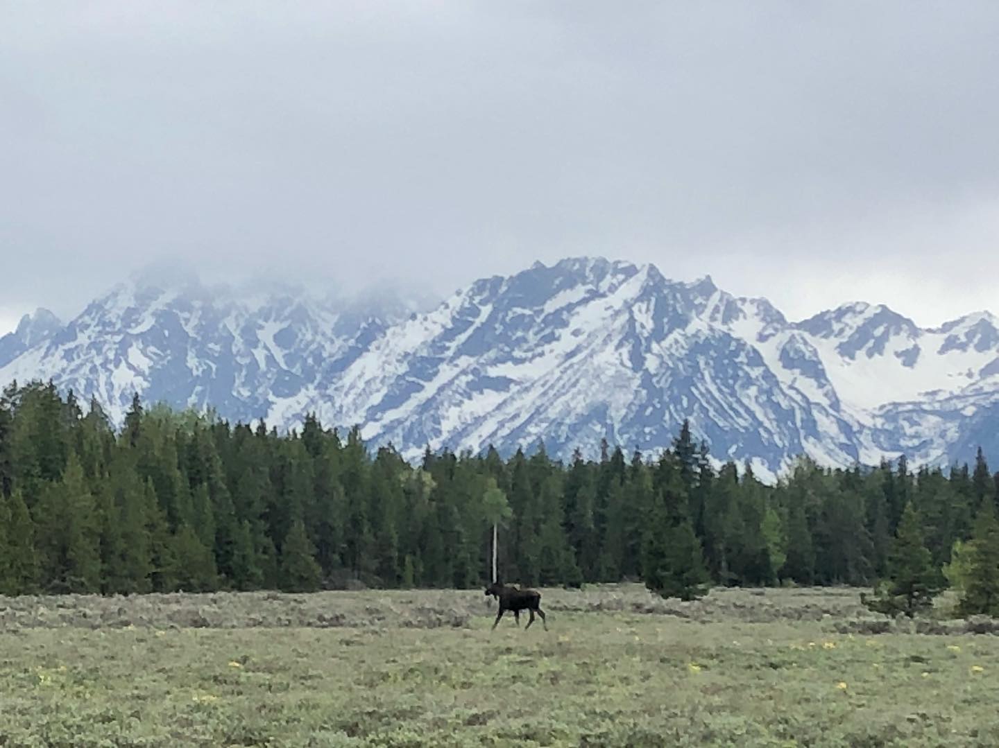 Almost a year ago when finally spotted my first moose in the Tetons! Been searching for years and is still an amazing memory Ill never forget!!