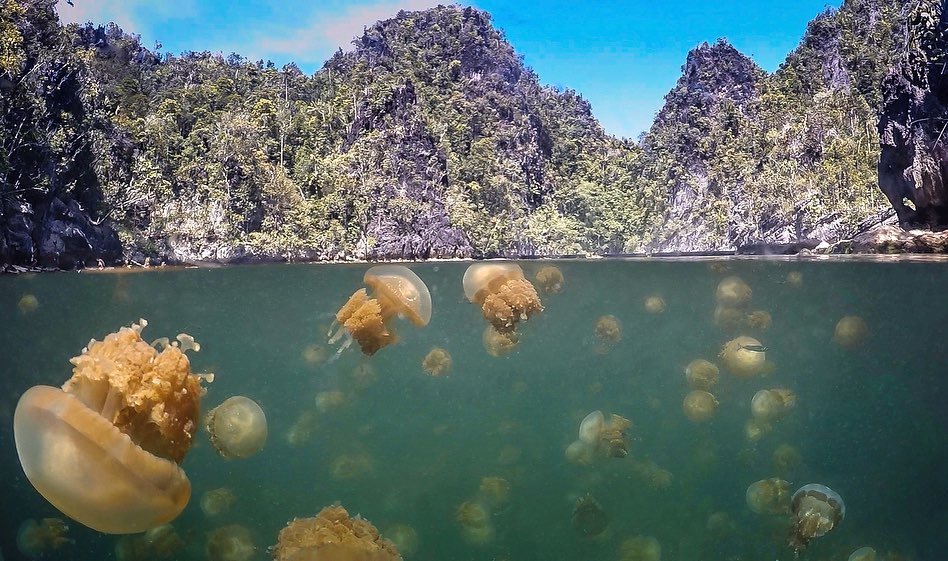 Stingless jellyfish lake 😃
.
Worldwide only 13 jellyfish-lakes are known. These are located in Palau, Vietnam and Indonesia. Jellyfish lakes are landlocked islands of sea that of filled with immense populations of the golden-jellyfish Mastigias papua and the moonjelly Aurelia aurita.
.
.
#lenmakana #lenmakanalake #lenmakanamisool #lenmakanalakemisool #jellyfish #jellyfishlake #jelly #stingless #stinglessjellyfish #stinglessjellyfishlake 
#kri #rajaampat #lastparadise #dive #diving #liveaboard #rajaampatisland #rajaampatislands #rajaampattour #rajaampatdiving #rajaampatsnorkeling #snorkel #mantadive #mares #padi @maresjustaddwater @paditravel @paditv @girlsthatscuba @ssi_international #misool @divingbubbles #goldenjellyfish #moonjelly #mastigiaspapua #aureliaaurita