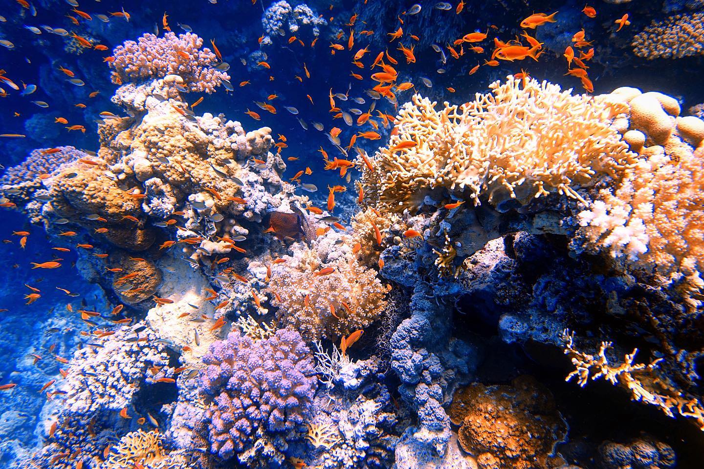It's so colorful under water 🎨
.
.
#furyshoals #egypt #coral #coralreef #reef #redsea #diving #dive #ägypten #tauchen #rochen #mantarochen #diver #divers #sonyrx100mk3 #sea #scuba #scubadiving #mares #travel #traveler #travelblogger #traveller #instadive #color #colorful