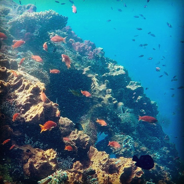 Diving... 🐠🐟 #bali #tulamben #ussliberty #wreck #indonesia #tulambenwreckdivers #tulambenbali #wreckdiving #fish #diving #scubadiving #dive #underwaterphotography #underwaterphotographer