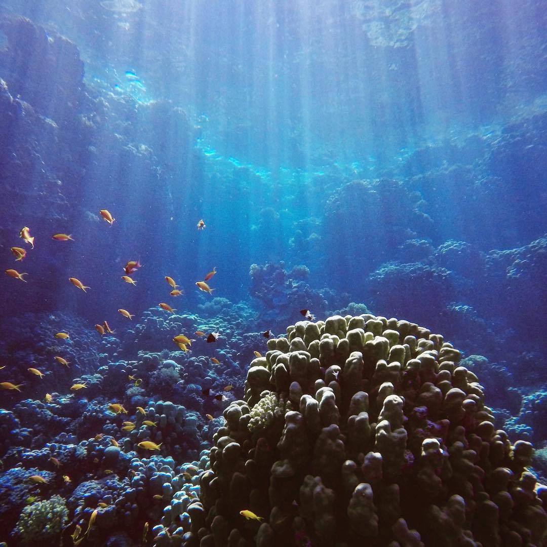 🐠🐟☀️ #marsaalam #redsea #diving #scubadiving #egypt #ägypten #tauchen #sun #sunrays #fish #dive