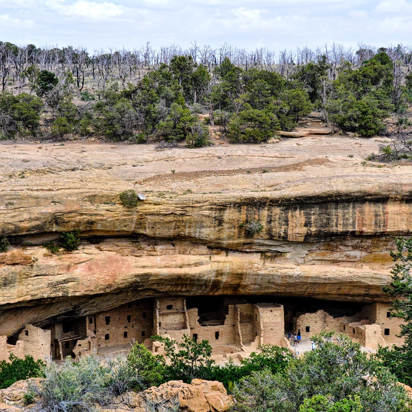 Mesa Verde NP, Colorado 

While other national parks in the USA are mainly famous for their breathtaking landscapes, Mesa Verde National Park is famous for its archaeological sites and historical places - the rock dwellings of the ancient Anasazi people.
The rock dwellings were discovered in the late 1880s when two cowboys were searching for stray cattle. The exposure by a Swedish explorer led in 1906 to the establishment of the third national park in the USA. 
The most famous stone dwellings are the well preserved Spruce Tree House, the Balcony House, the Cliff Palace, the Long House, and the Step House.
This pic shows Spruce Tree House, which can be visit without a guided tour. 
Have you already visited Mesa Verde NP?

#usatravel #usatravels #usatrip #america #usanationalparks #mesaverde #mesaverdenationalpark #historicalbuilding #historicalplace #dwellings #onlyincolorado #visitcolorado #explorecolorado #exploremore #exploretheusa #anasazi #archaelogicalsite #colorfulcolorado #cortezcolorado #usalove #travelphotography #travel_captures #coloradogram #travelcouple #travelgrams #travelmore #travelmoments #travellife #travelinspiration #tellus