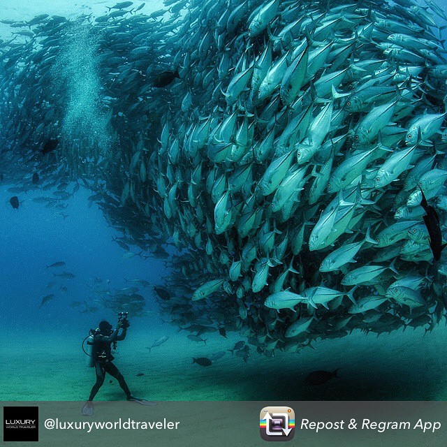 #Dayum. My repost of the day. Makes me miss being in the water, or #UnderTheSea! 🏊🏽 #diver #divingforever #wow #Awesome #water #water baby #Ocean #Sea #watersports #aqualung #photooftheday #instagood #beautiful #wet #splash #soaked #pretty #warm #peace #perfect #nature #seashore #wave #beach #amazing #beachbum #hot